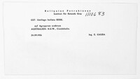 Ustilago bullata image